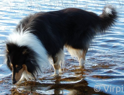 Nelijalkaiskuvaukset